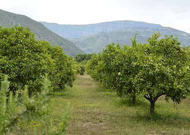 A field with Orange trees