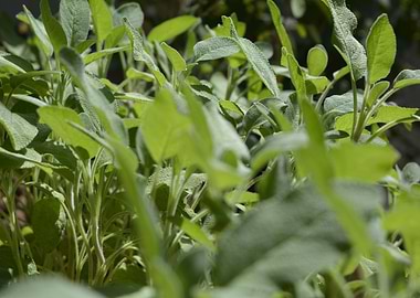 Green Field with flowers