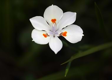 White flower
