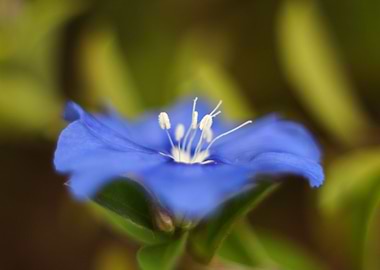 Blue flower