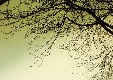 dry tree in winter time