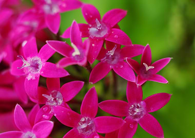 Pentas lanceolata,