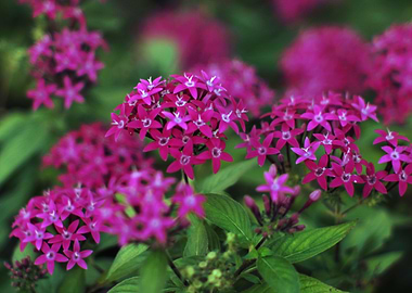 Pentas lanceolata