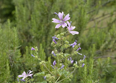 A flower to the forest