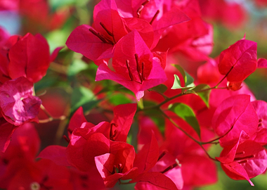 Bougainvillea