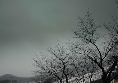 dry tree on snowing winter