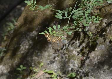 Butterfly open wings
