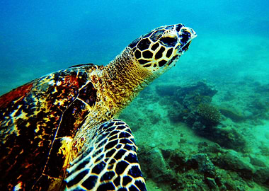 Hawksbill turtle selfie