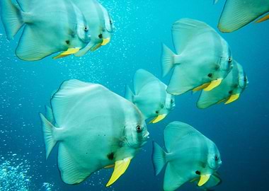 Curious Batfish school