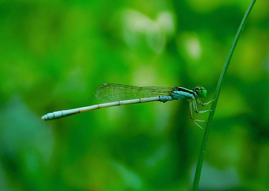 damselfly