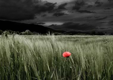 Lonely Poppy