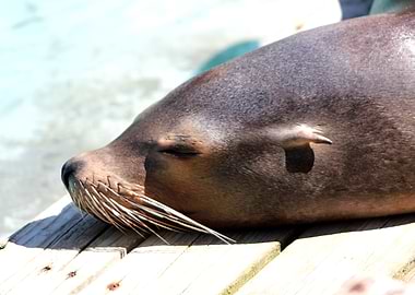 Sea lion sleeping