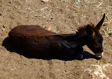 Baby Donkey