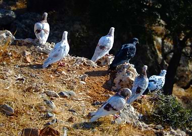 Greek pidgeons sunbathing