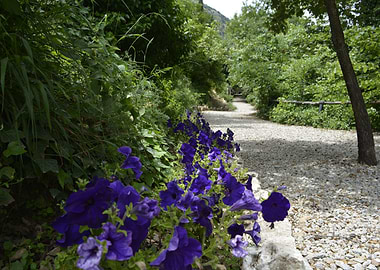 A path to Petunia
