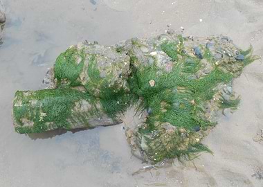 Sea Weed Rock. Talacre.