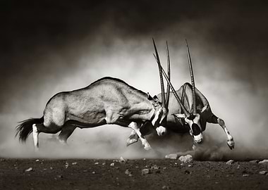 Gemsbok dual