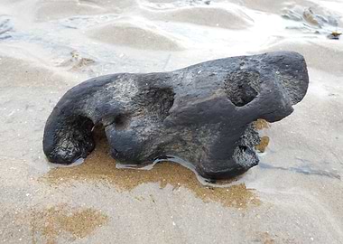 Drift Wood Talacre Beach