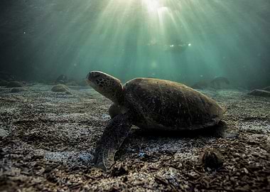 Green sea turtle