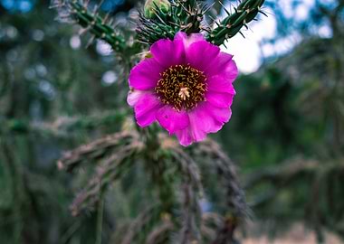 Cactus Flower