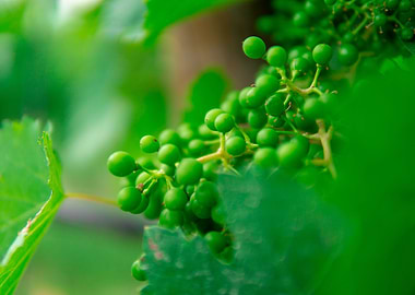 Unripe Grapes