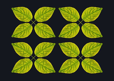 four by four fresh leaves