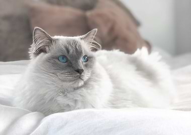 Lilac Ragdoll Cat