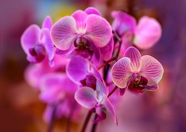 Fresh pink orchideas