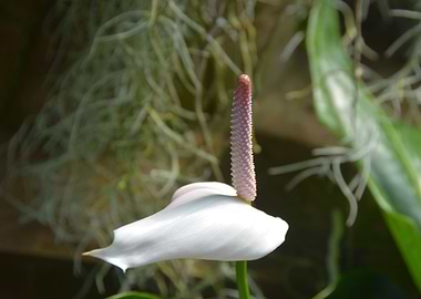 Flamingo Flower