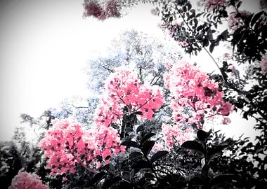 Pop of Color Flowers Pink