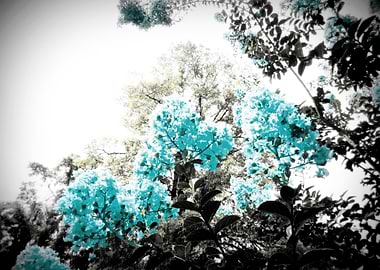 Pop of Color Floral Aqua