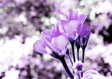Purple Bokeh Flowers