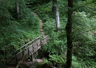 Little forest bridge