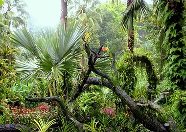 Botanical Garden Singap II