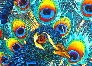 Insane Peacock