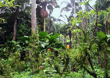 Botanical Garden Singap I