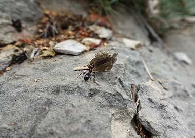Ant on a rocky mountain
