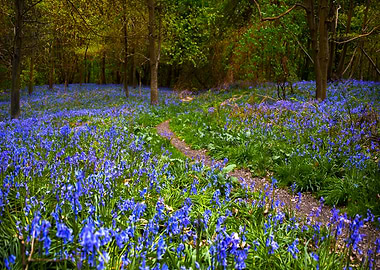 Path through Bluebells