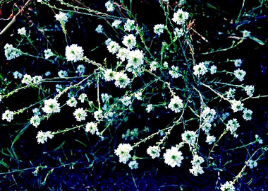 white flowers