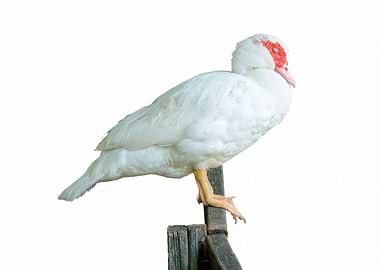 isolated Muscovy duck