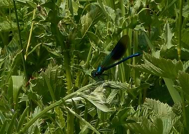 Dragonfly Reddish Vale