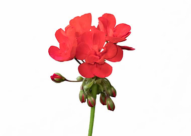 isolated red geranium