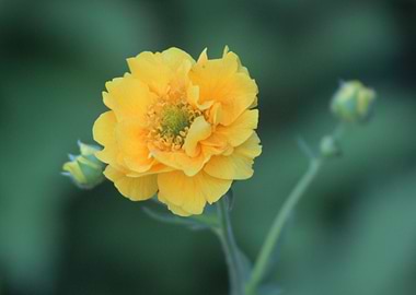 Soft Yellow by Clare Bevan