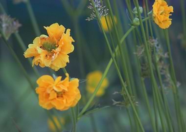 Wild Garden by Clare Bevan