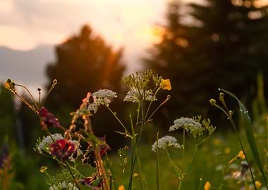 Wild mountain flowers