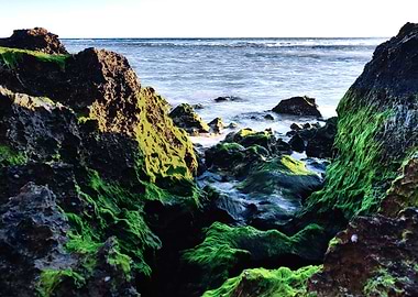 Algae Covered Rocks