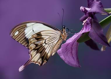 Pretty butterfly on flower