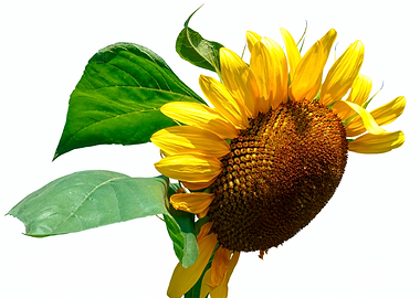 isolated sunflower on whit
