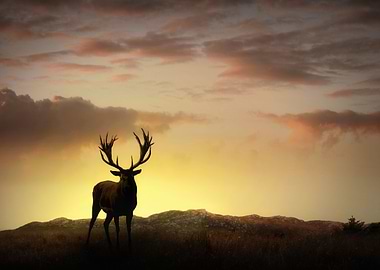 Light of the Setting Sun