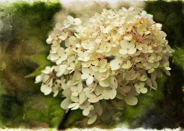 A Cluster of Small Beauty